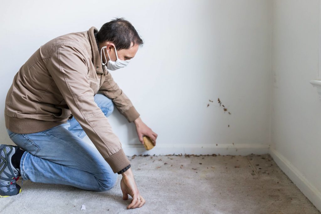 Mold Removal From Carpet